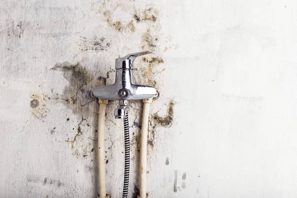 Best Commercial Mold Removal  in Turners Falls, MA