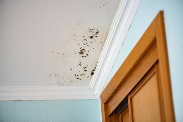 Best Office Mold Removal Services  in Turners Falls, MA