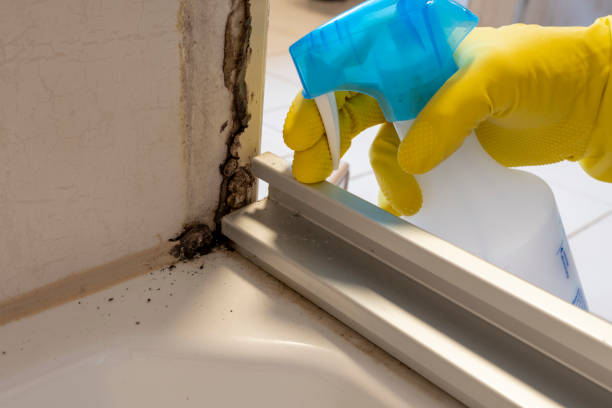 Best Attic Mold Removal  in Turners Falls, MA