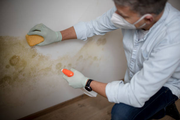 Best Residential Mold Removal  in Turners Falls, MA