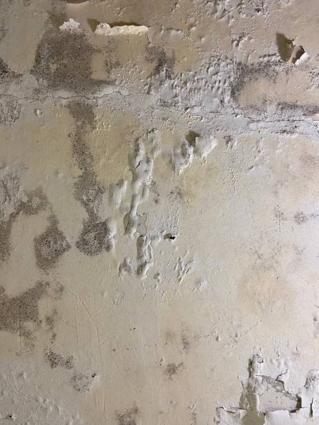 Professional Mold Removal in Turners Falls, MA