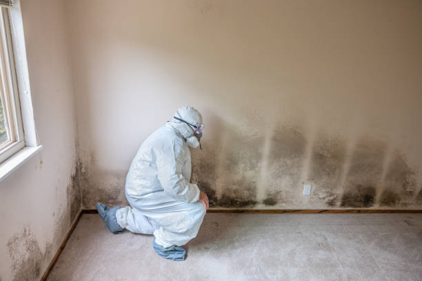 Best Crawl Space Mold Removal  in Turners Falls, MA