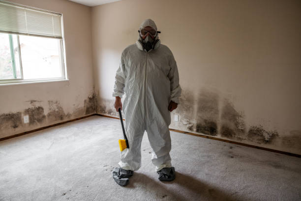 Mold Removal Process in Turners Falls, MA