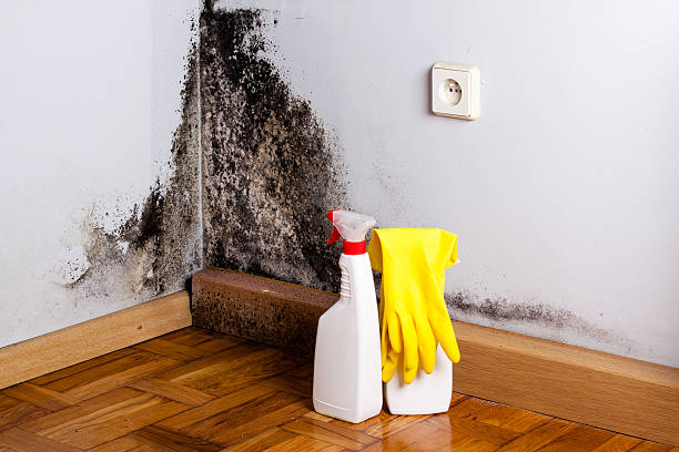 Best Toxic Mold Removal  in Turners Falls, MA