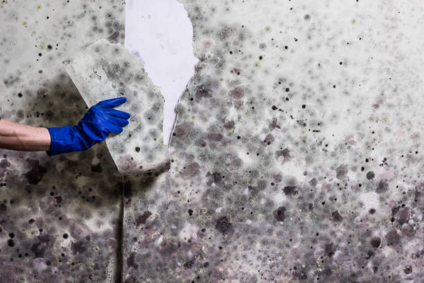 Best Crawl Space Mold Removal  in Turners Falls, MA